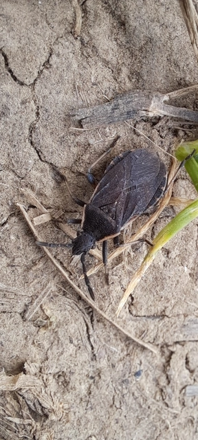Nemocoris fallenii