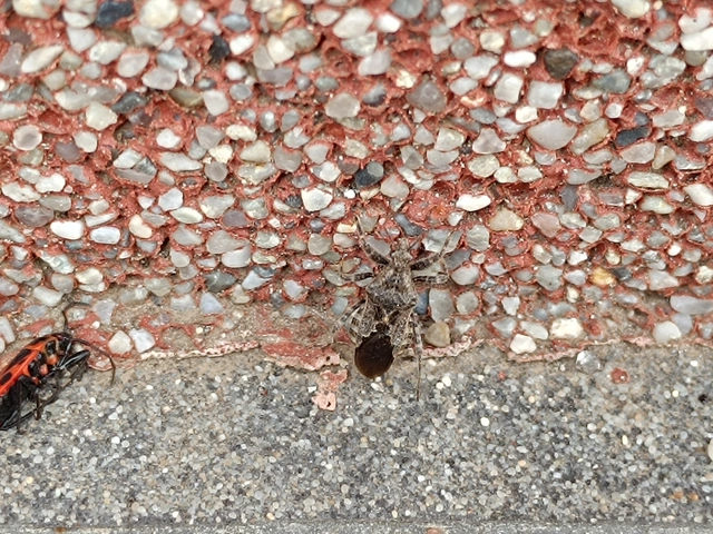Coranus