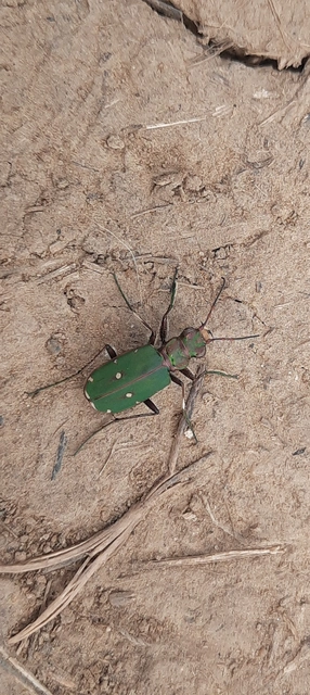 Cicindela campestris - mezei homokfutrinka