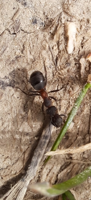 Formica pratensis - réti vöröshangya