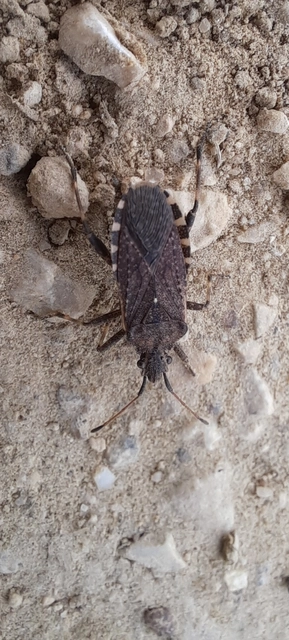 Ceraleptus gracilicornis - tüskéslábú karimáspoloska
