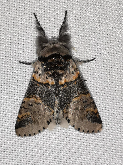 Furcula furcula - szürke púposszövő