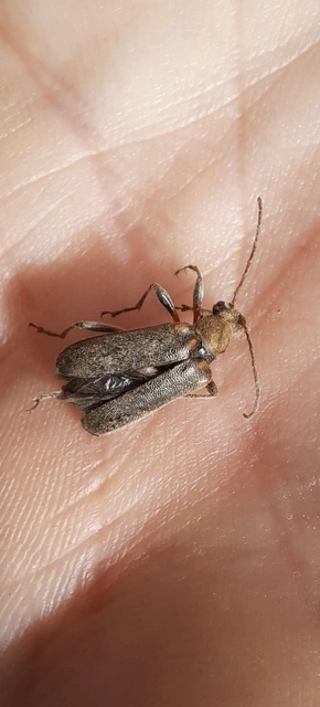 Cortodera humeralis - négyfoltos cserjecincér