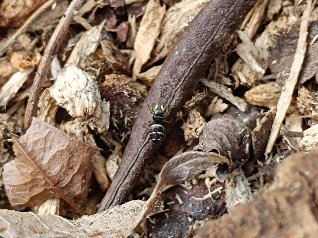 Heliophanus