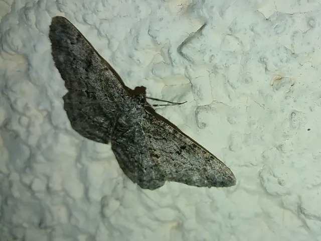 ékköves faaraszoló - Peribatodes rhomboidaria