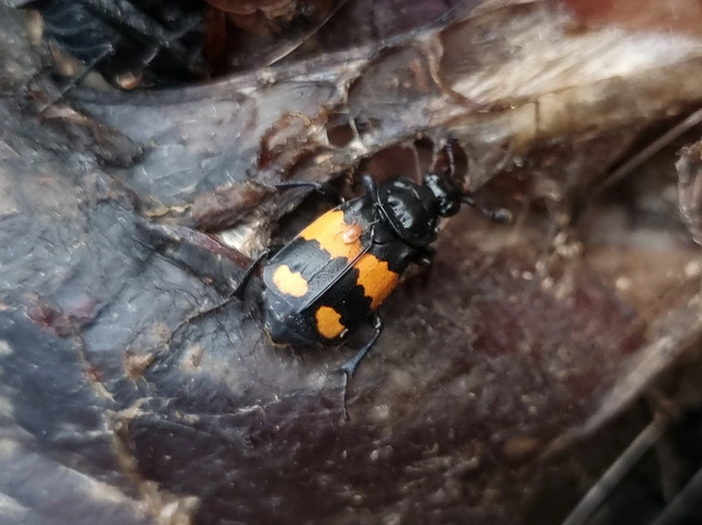 Nicrophorus vespilloides - feketecsápú temetőbogár