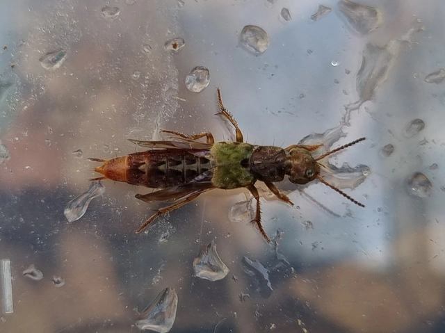 Abemus chloropterus - ékes holyva