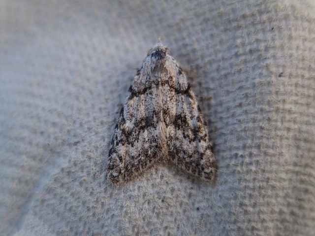 Nola cicatricalis - szürke pamacsosszövő