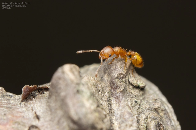 Temnothorax turcicus - sárga kéreghangya
