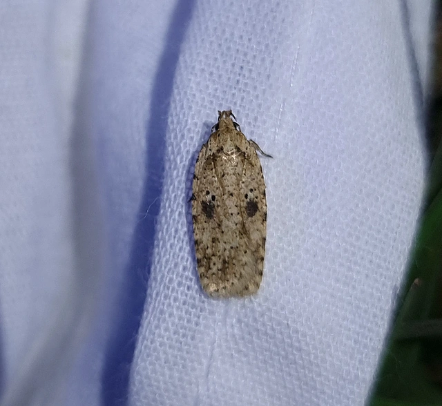 Agonopterix