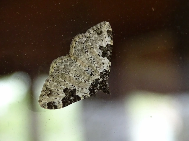 Xanthorhoe fluctuata - közönséges tarkaaraszoló
