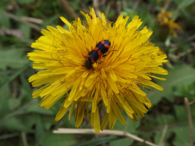 Trichodes favarius - hatfoltos méhészbogár