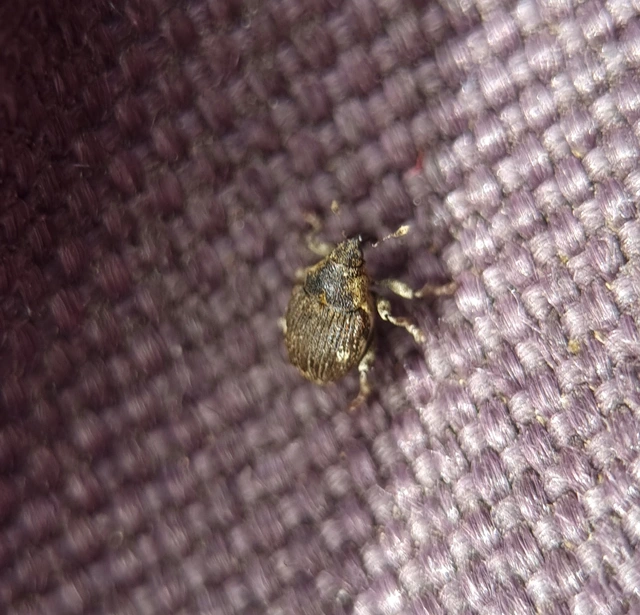 Nedyus quadrimaculatus - közönséges csalánormányos