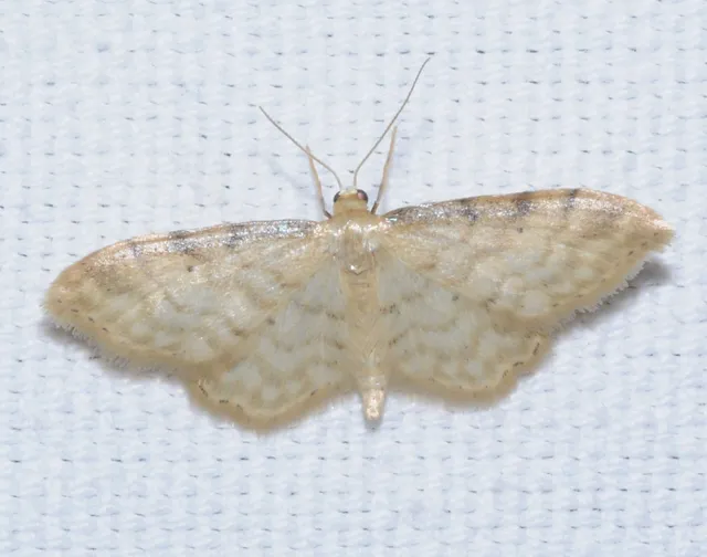 Idaea fuscovenosa - szürkeszélű apróaraszoló