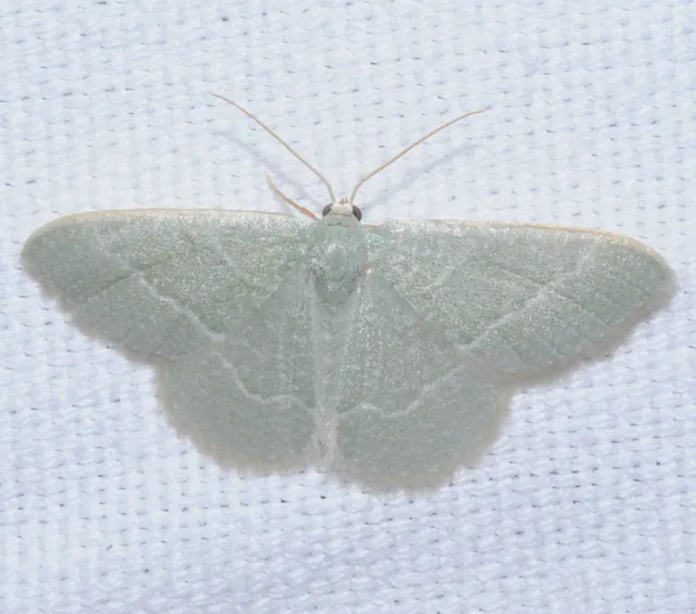 Phaiogramma etruscaria - fehérpettyes zöldaraszoló