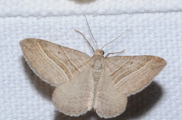 Phibalapteryx virgata - szürke galajaraszoló