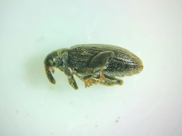 Orchestes fagi - bükk-bolhaormányos