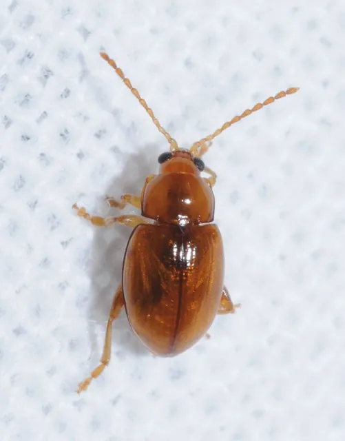 Neocrepidodera