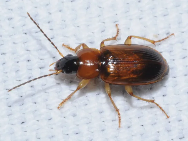 Stenolophus skrimshiranus - sárgásvörös turzásfutó
