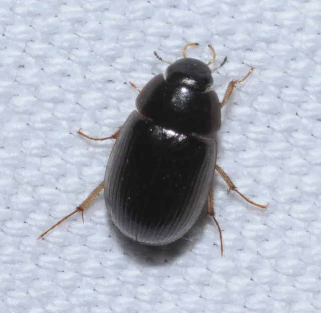 Hydrobius