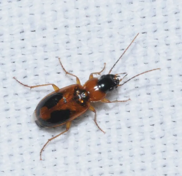 Badister meridionalis - közönséges posványfutonc
