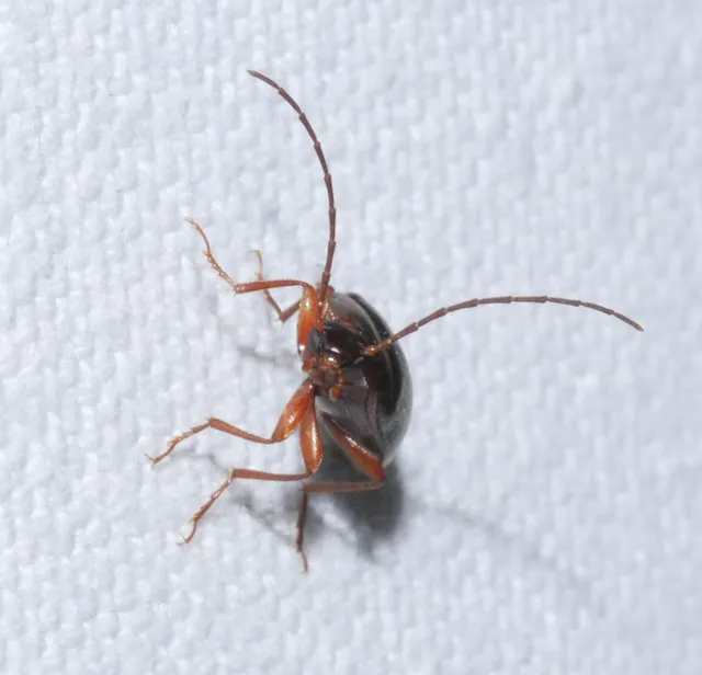Hymenalia rufipes - rőtlábú alkonybogár
