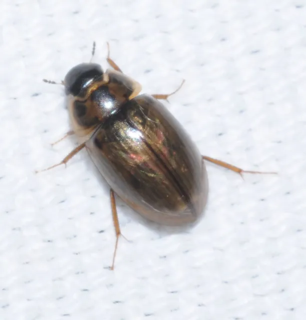 Enochrus quadripunctatus - négypettyes fakócsibor