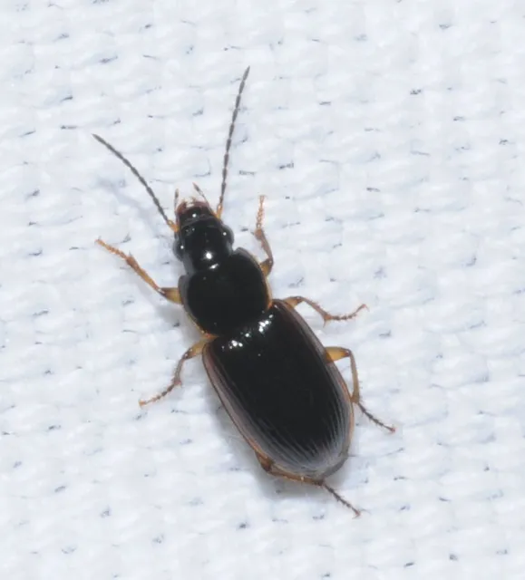Stenolophus mixtus - közönséges turzásfutó