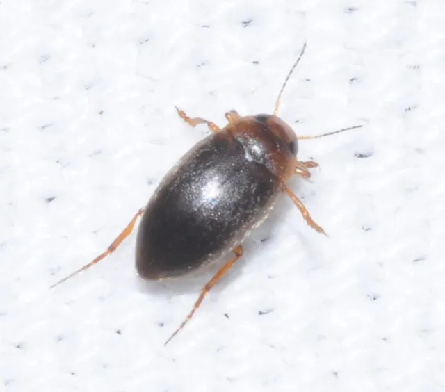 Hydroporus angustatus - karcsú kiscsíkbogár