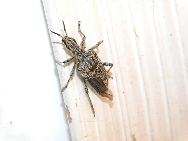 Rhagium inquisitor - fenyves-tövisescincér