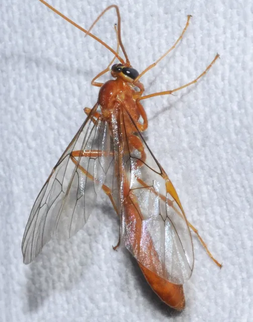 Ophion minutus