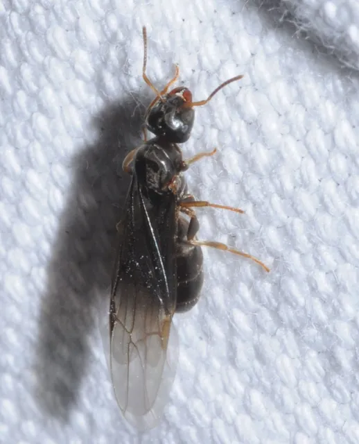 Liometopum microcephalum - tölgyfahangya