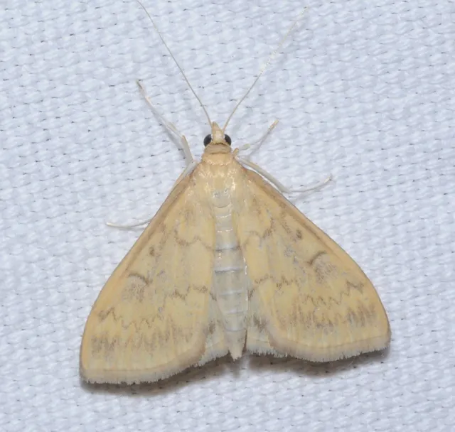 Ostrinia nubilalis - kukoricamoly