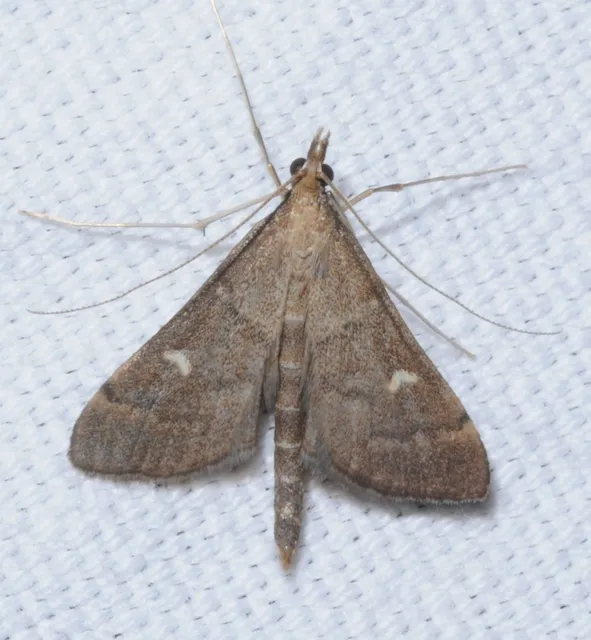 Dolicharthria punctalis - hosszúlábú tűzmoly