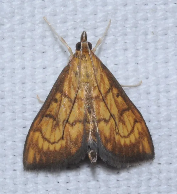 Ecpyrrhorrhoe rubiginalis - rozsdavörös tűzmoly