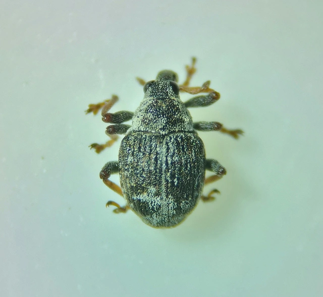 Pelenomus commari - közönséges keserűfű-ormányos