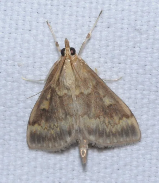 Ostrinia nubilalis - kukoricamoly
