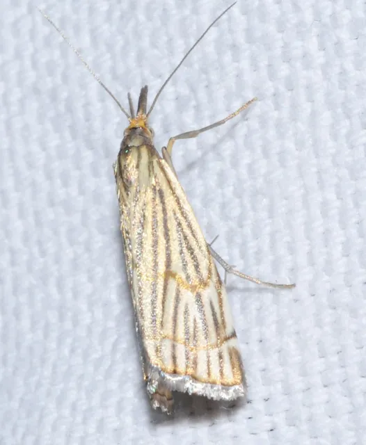 Chrysocramboides craterella - rácsos fűgyökérmoly