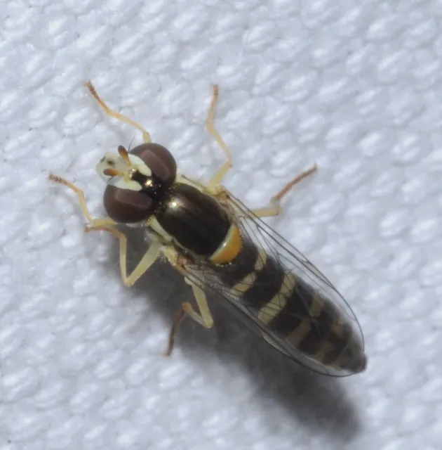 Sphaerophoria