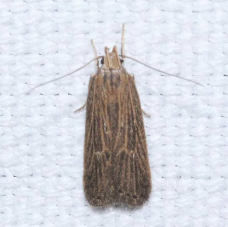 Helcystogramma arulensis - ritka lápimoly