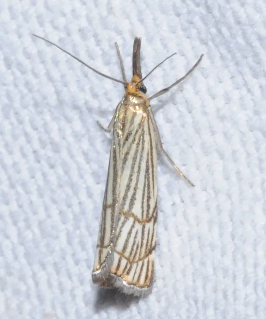 Chrysocramboides craterella - rácsos fűgyökérmoly
