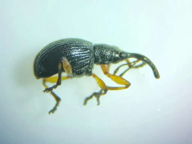 Protapion varipes - görbelábú cickányormányos Protapion varipes - görbelábú cickányormányos