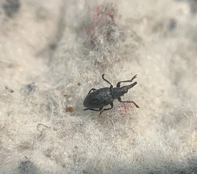 Catapion seniculus - lóhereszár-cickányormányos Catapion seniculus - lóhereszár-cickányormányos