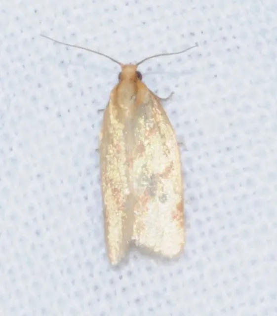 Clepsis pallidana - aranysárga sodrómoly