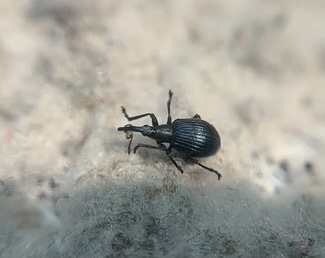 Eutrichapion punctiger - bükkönyrontó cickányormányos