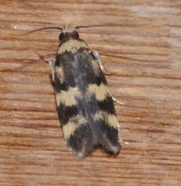 Oegoconia