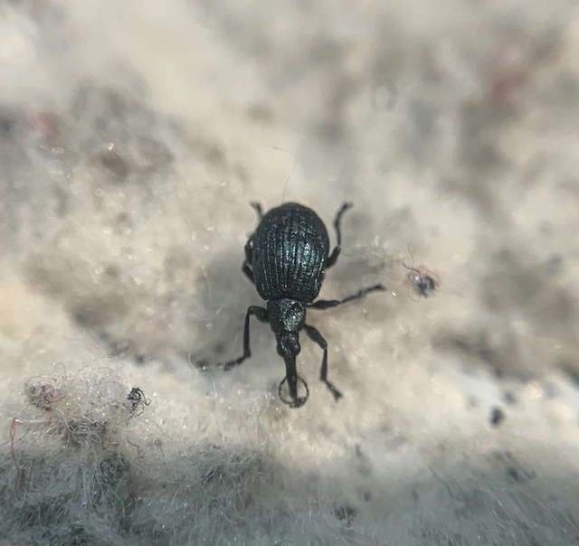 Eutrichapion punctiger - bükkönyrontó cickányormányos