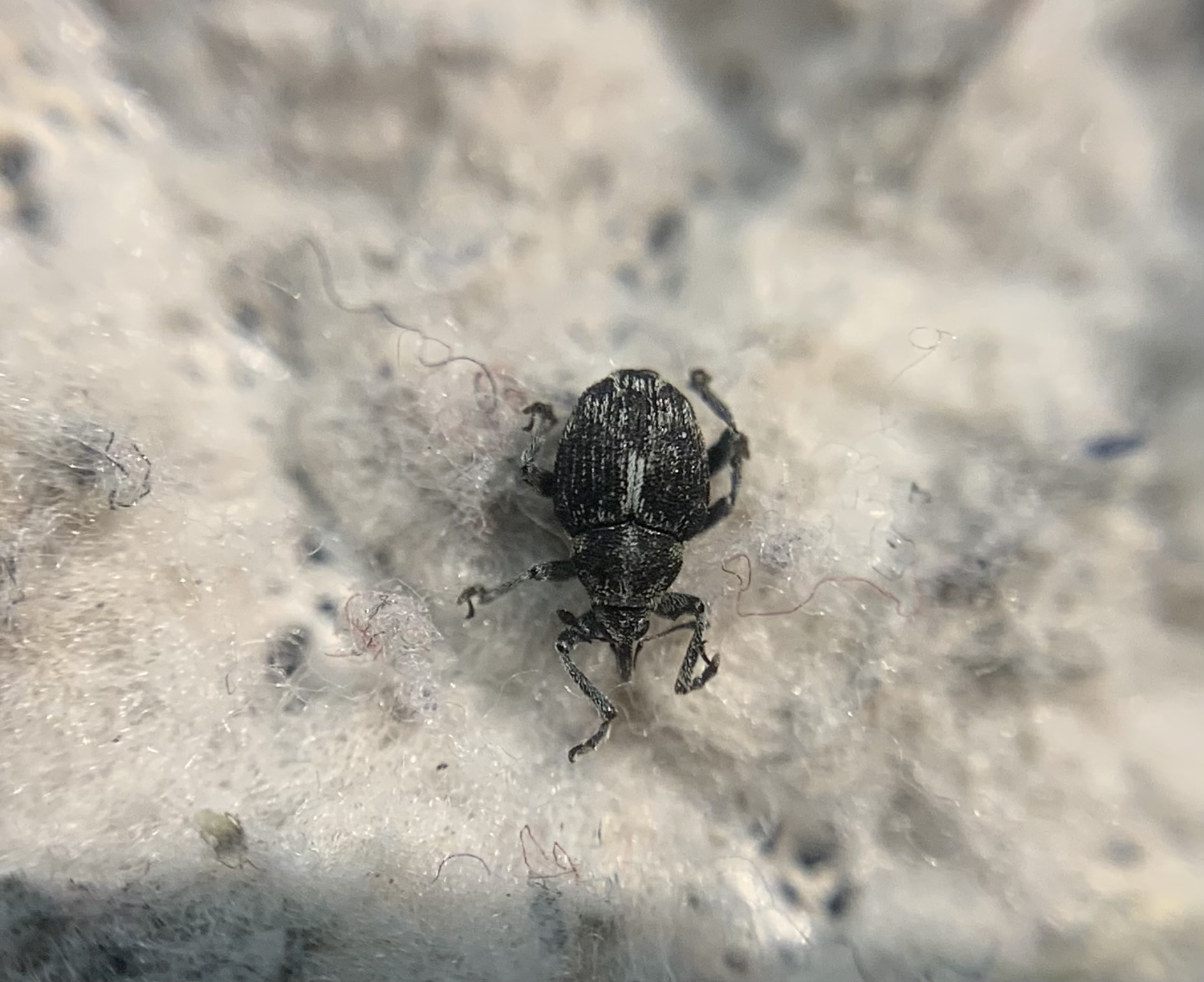 Mogulones albosignatus - gyöngyköles-tarkaormányos