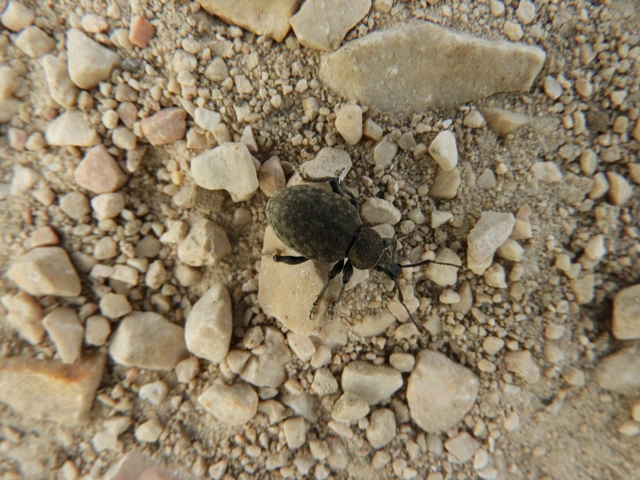 Otiorhynchus ligustici - vincellér-gyalogormányos