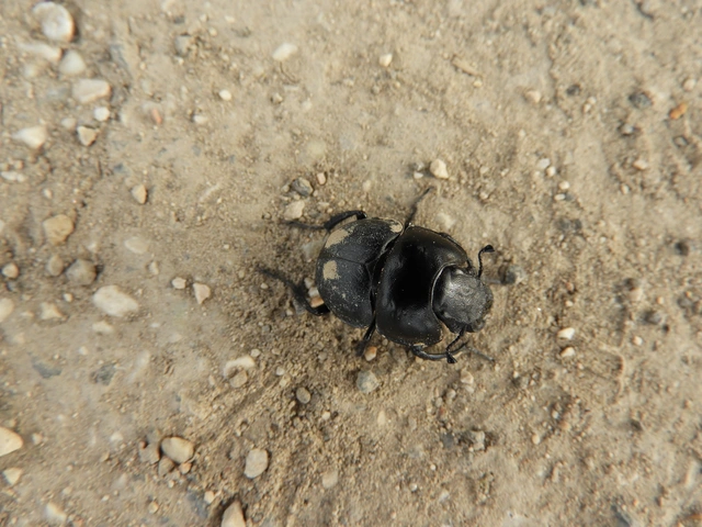 Lethrus apterus - nagyfejű csajkó
